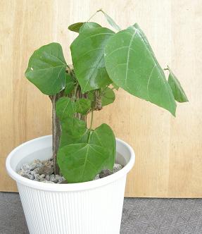 茶々